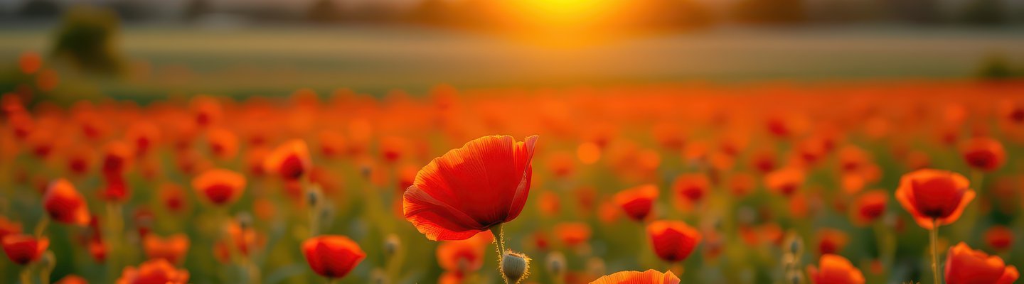 vecteezy.com_poppy-field-lit-by-golden-hour-light